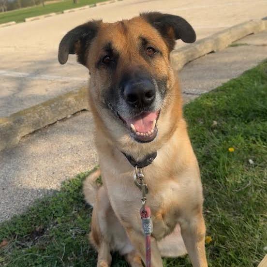 Enlarge Totoro, a Adoptable mixed breed in Oak Park, IL image 3/6