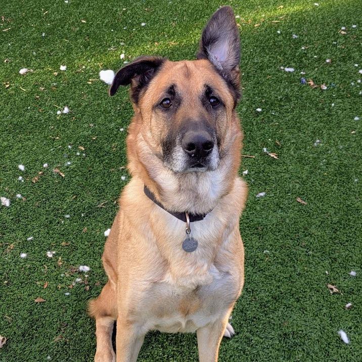 Enlarge Totoro, a Adoptable mixed breed in Oak Park, IL image 3/6