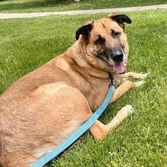 Totoro, a Adoptable mixed breed in Oak Park, IL image 3/6