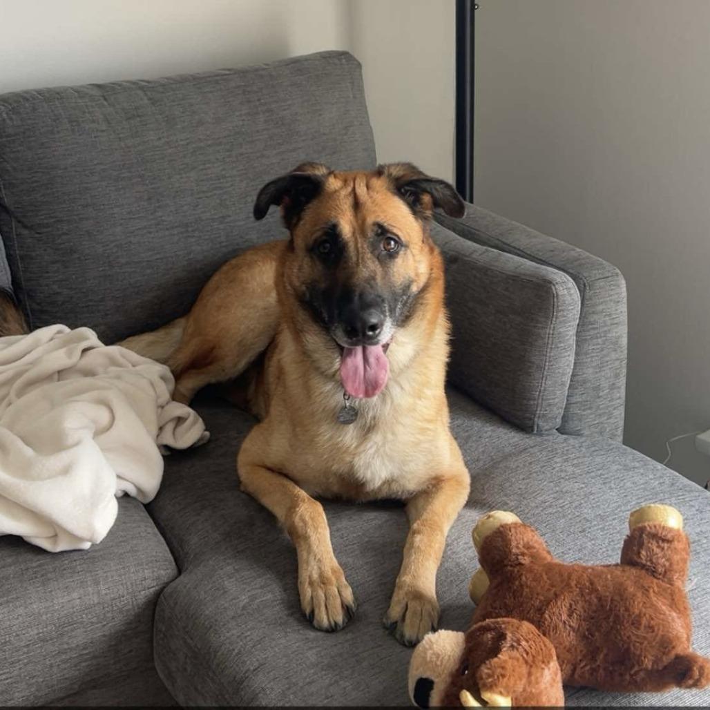 Enlarge Totoro, a Adoptable mixed breed in Oak Park, IL image 4/6