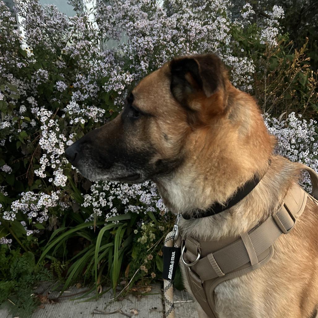 Enlarge Totoro, a Adoptable mixed breed in Oak Park, IL image 5/6