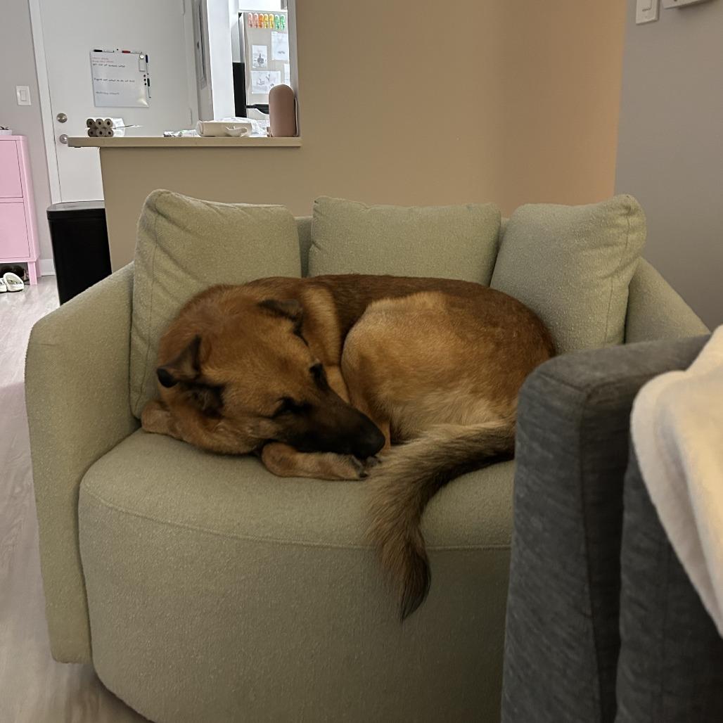 Enlarge Totoro, a Adoptable mixed breed in Oak Park, IL image 6/6