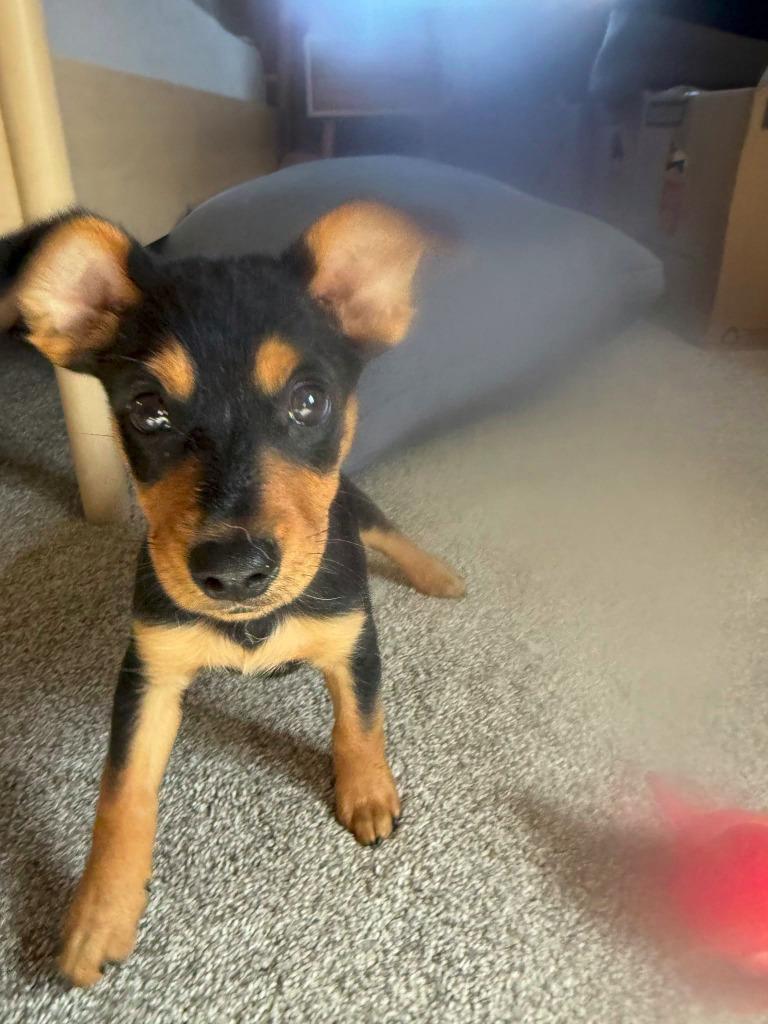 Walker $600 - Adoption Pending photo