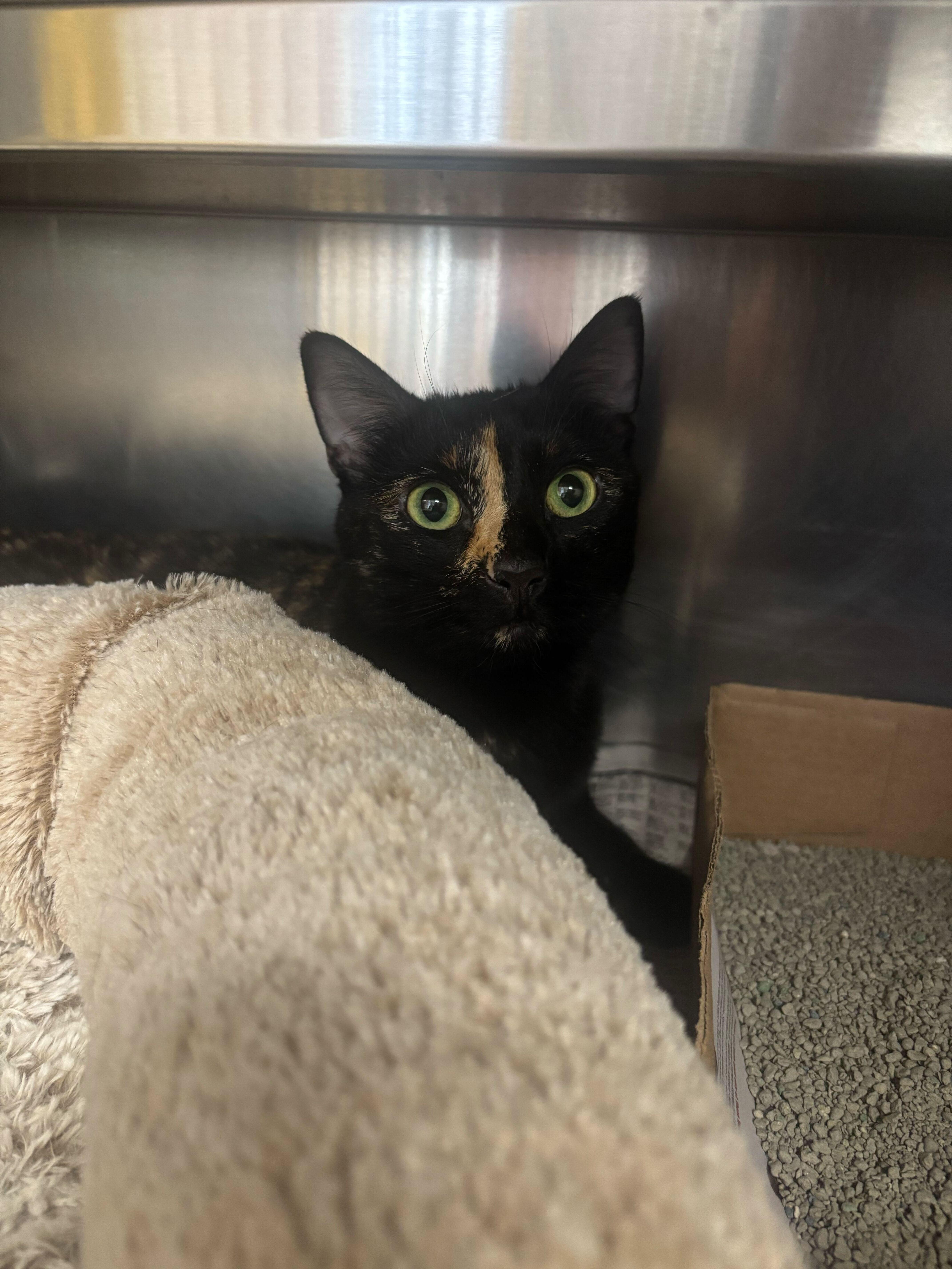 Pecan, ADOPTABLE, Adult Female Domestic Short Hair.