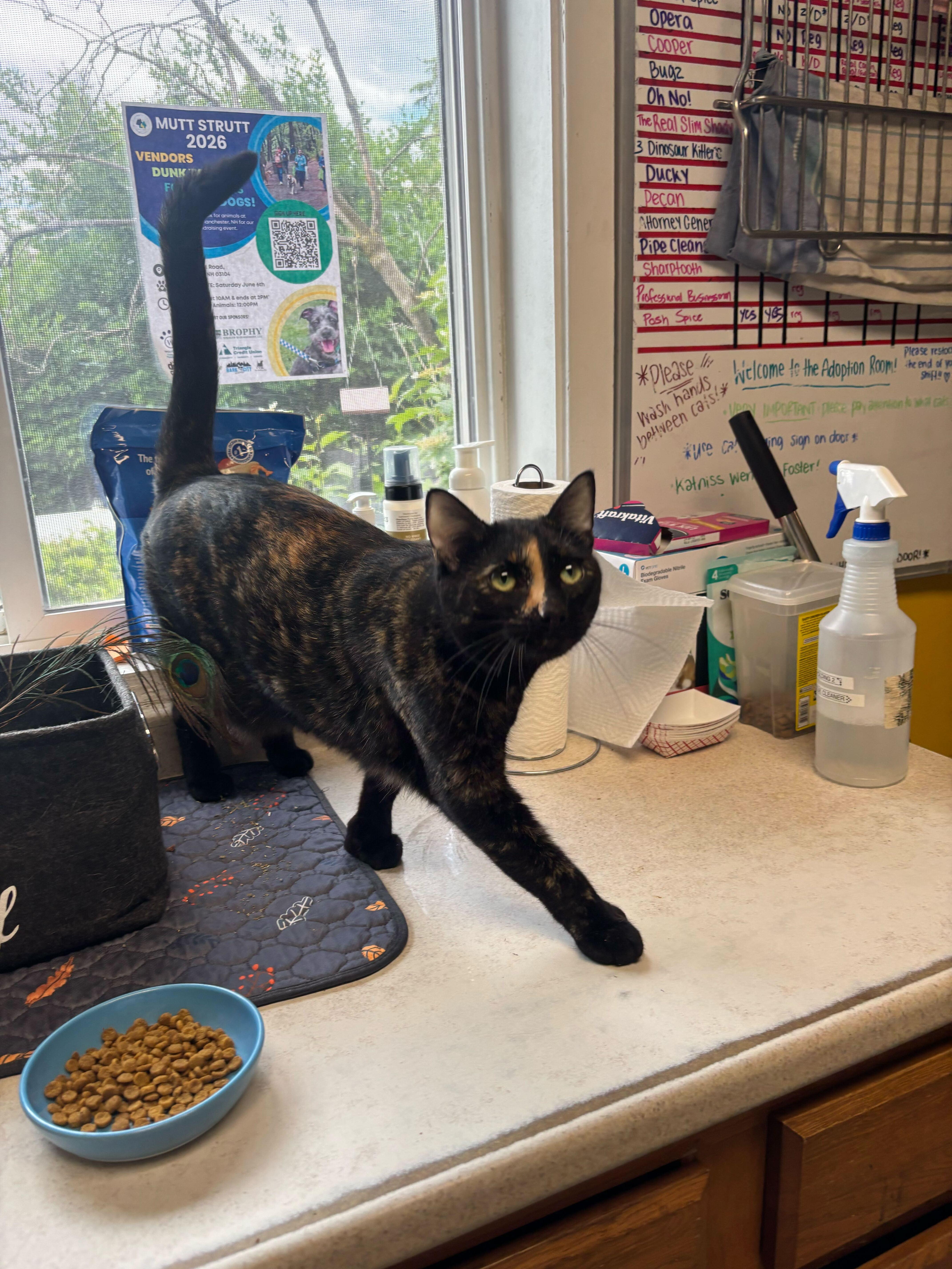 Pecan, a ADOPTABLE Domestic Short Hair in Manchester, NH image 1/2