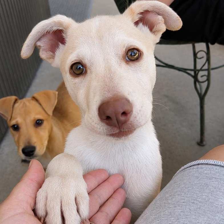 Julio, ADOPTABLE, Puppy Male Chihuahua & German Shepherd Dog.