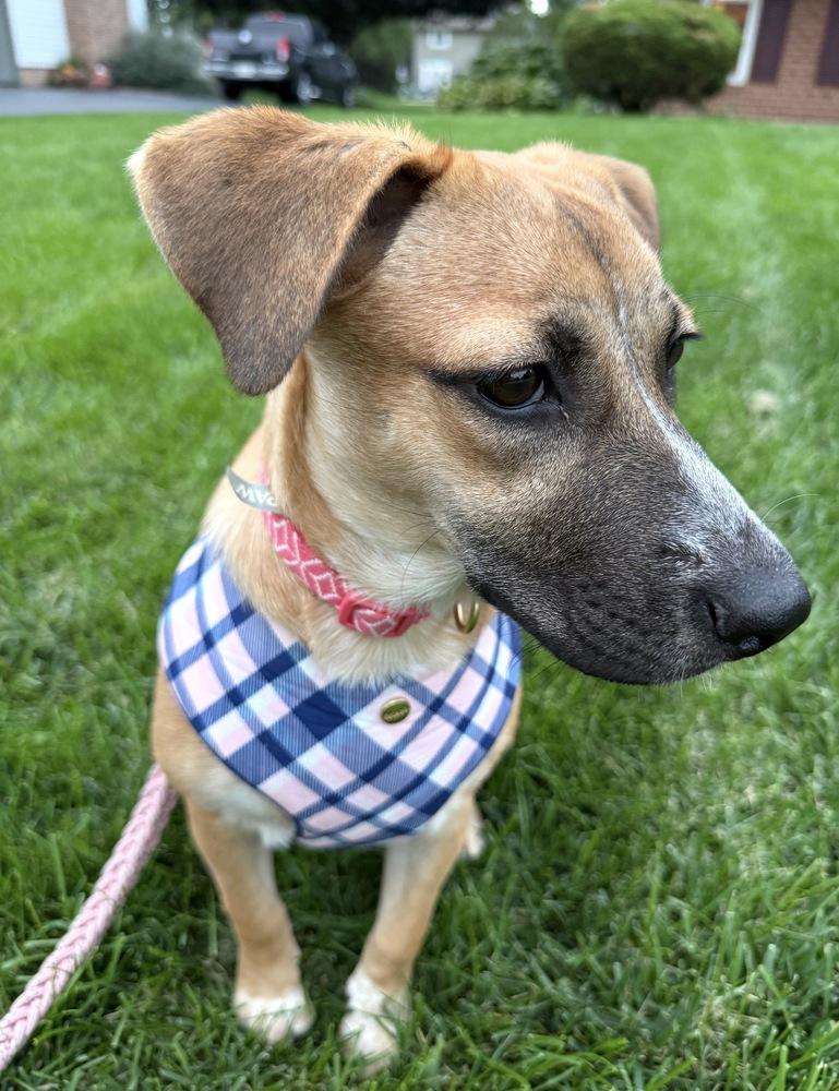 Enlarge Brownie - Sweets Litter, a Adopted mixed breed in Lancaster, PA image 2/6
