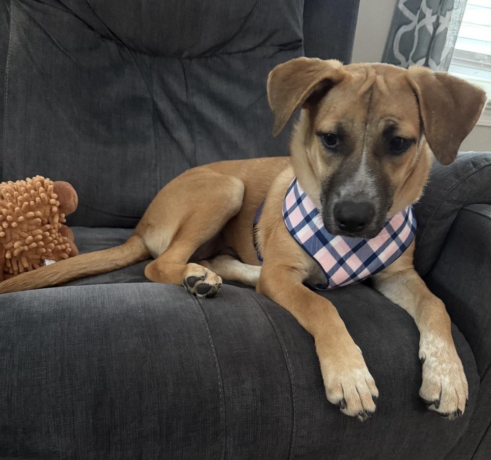 Enlarge Brownie - Sweets Litter, a Adopted mixed breed in Lancaster, PA image 5/6