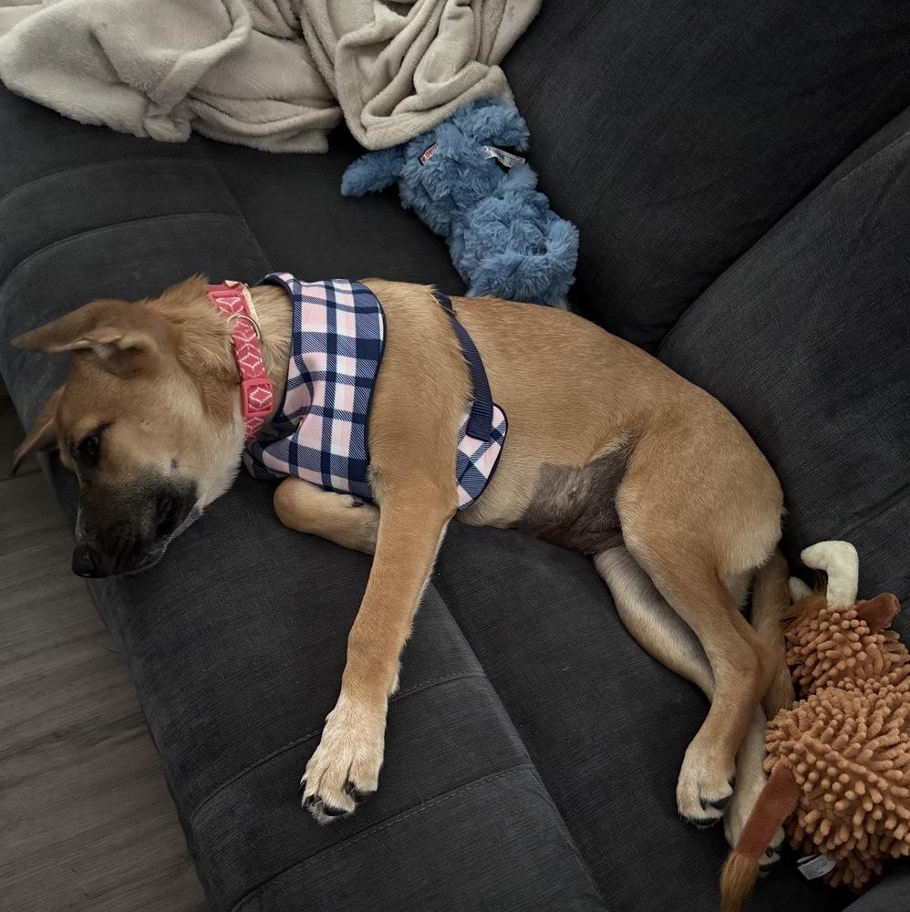 Enlarge Brownie - Sweets Litter, a Adopted mixed breed in Lancaster, PA image 6/6