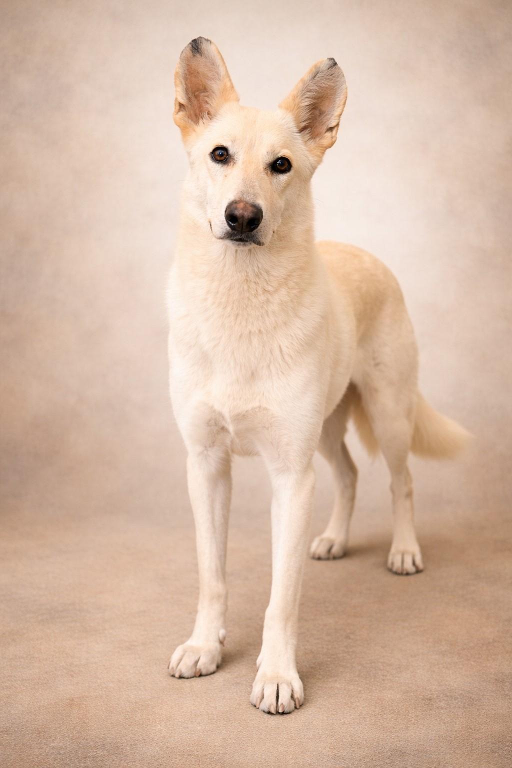 Enlarge Elsa, a ADOPTABLE German Shepherd Dog in las vegas, NV image 5/5