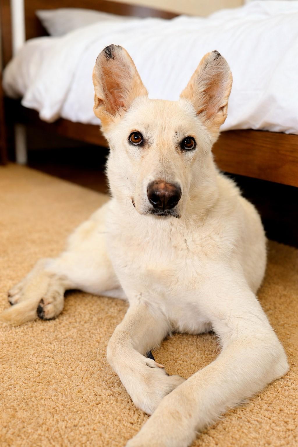 Enlarge Elsa, a ADOPTABLE German Shepherd Dog in las vegas, NV image 2/5