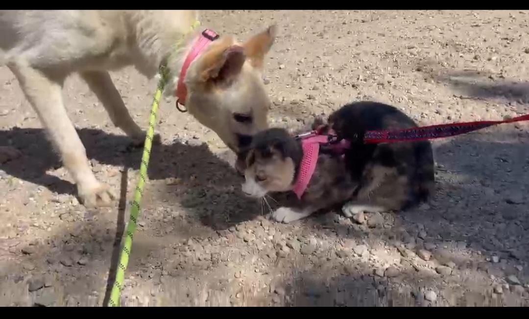 Enlarge Elsa, a ADOPTABLE German Shepherd Dog in las vegas, NV image 4/5