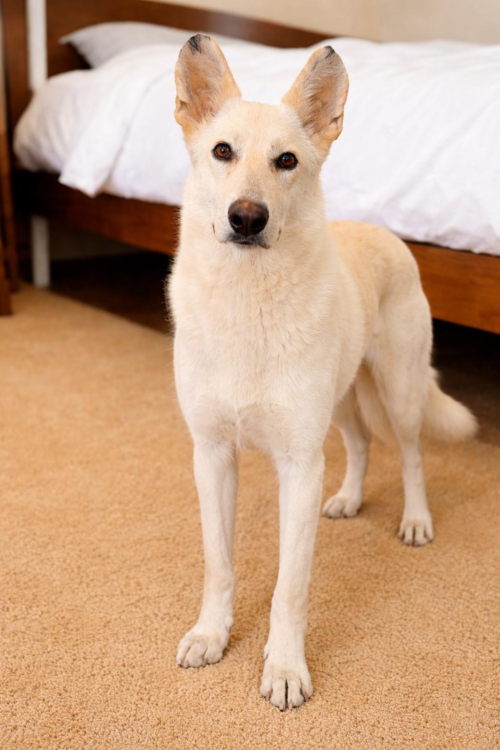 Elsa, ADOPTABLE, Young Female German Shepherd Dog.