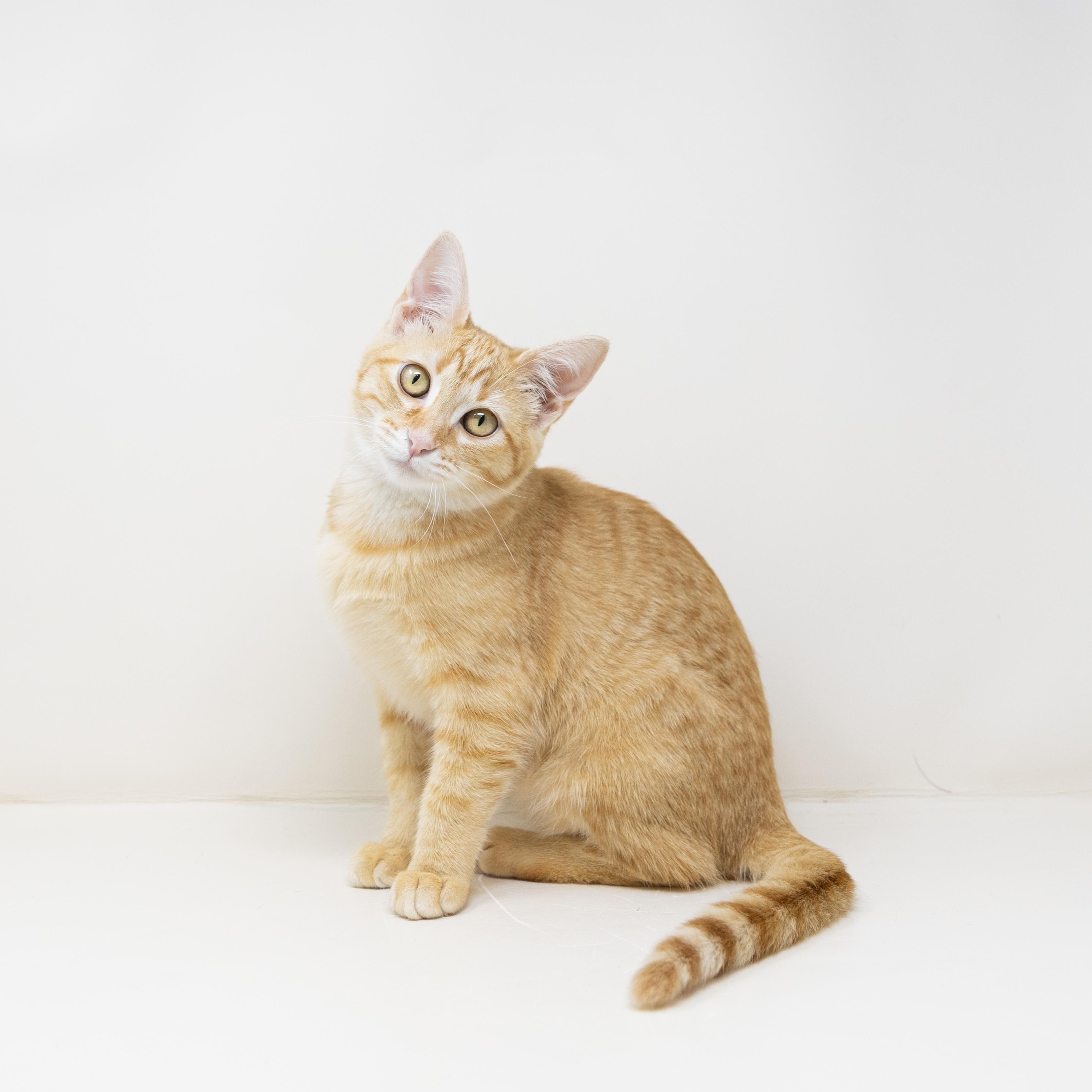 Enlarge Celestine, a Adoptable Tabby in Dallas, TX image 1/6