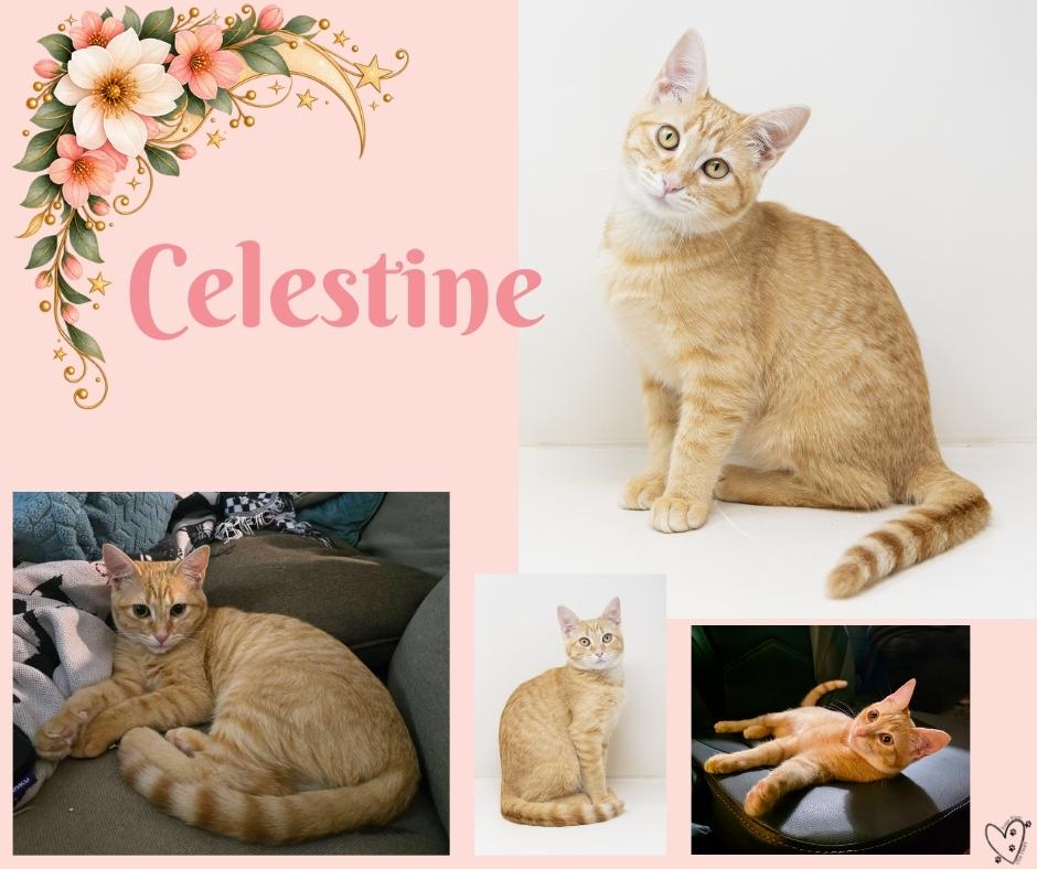 Enlarge Celestine, a Adoptable Tabby in Dallas, TX image 6/6