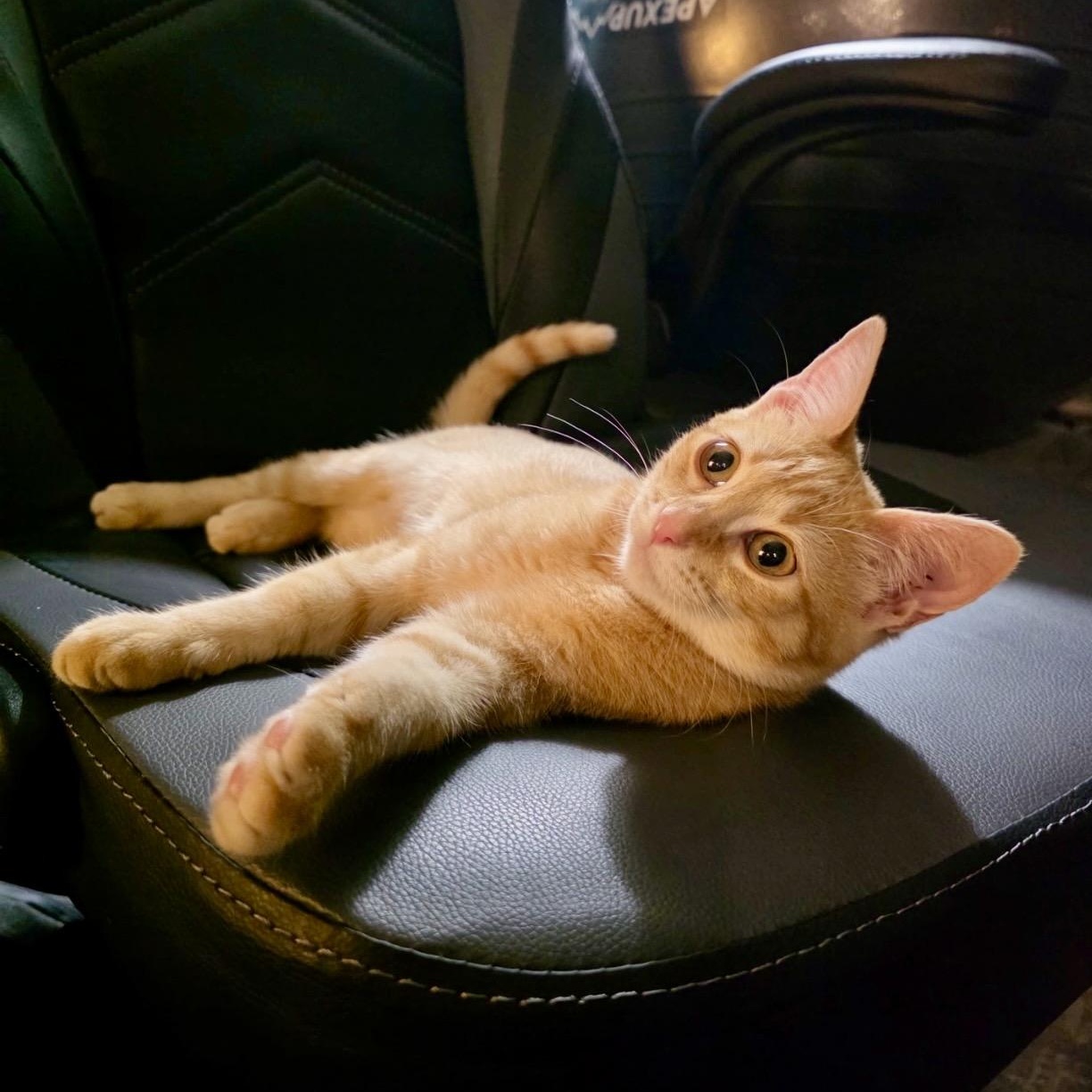Enlarge Celestine, a Adoptable Tabby in Dallas, TX image 4/6