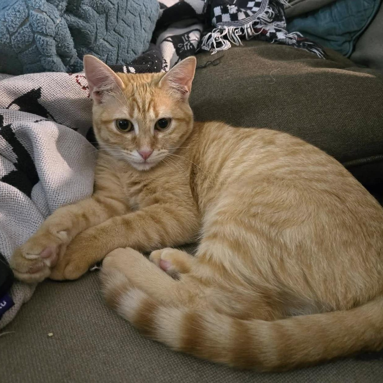 Enlarge Celestine, a Adoptable Tabby in Dallas, TX image 2/6