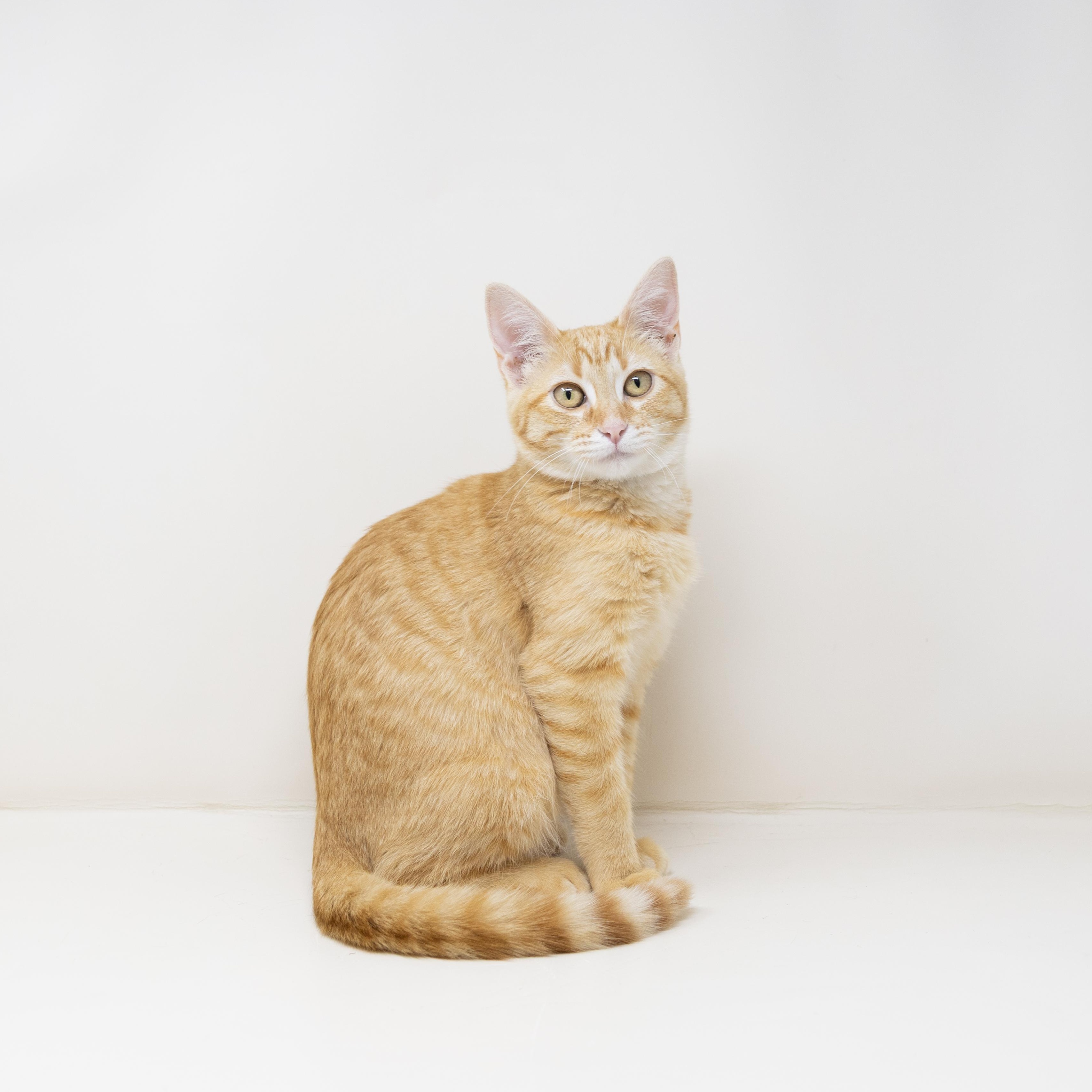 Enlarge Celestine, a Adoptable Tabby in Dallas, TX image 3/6
