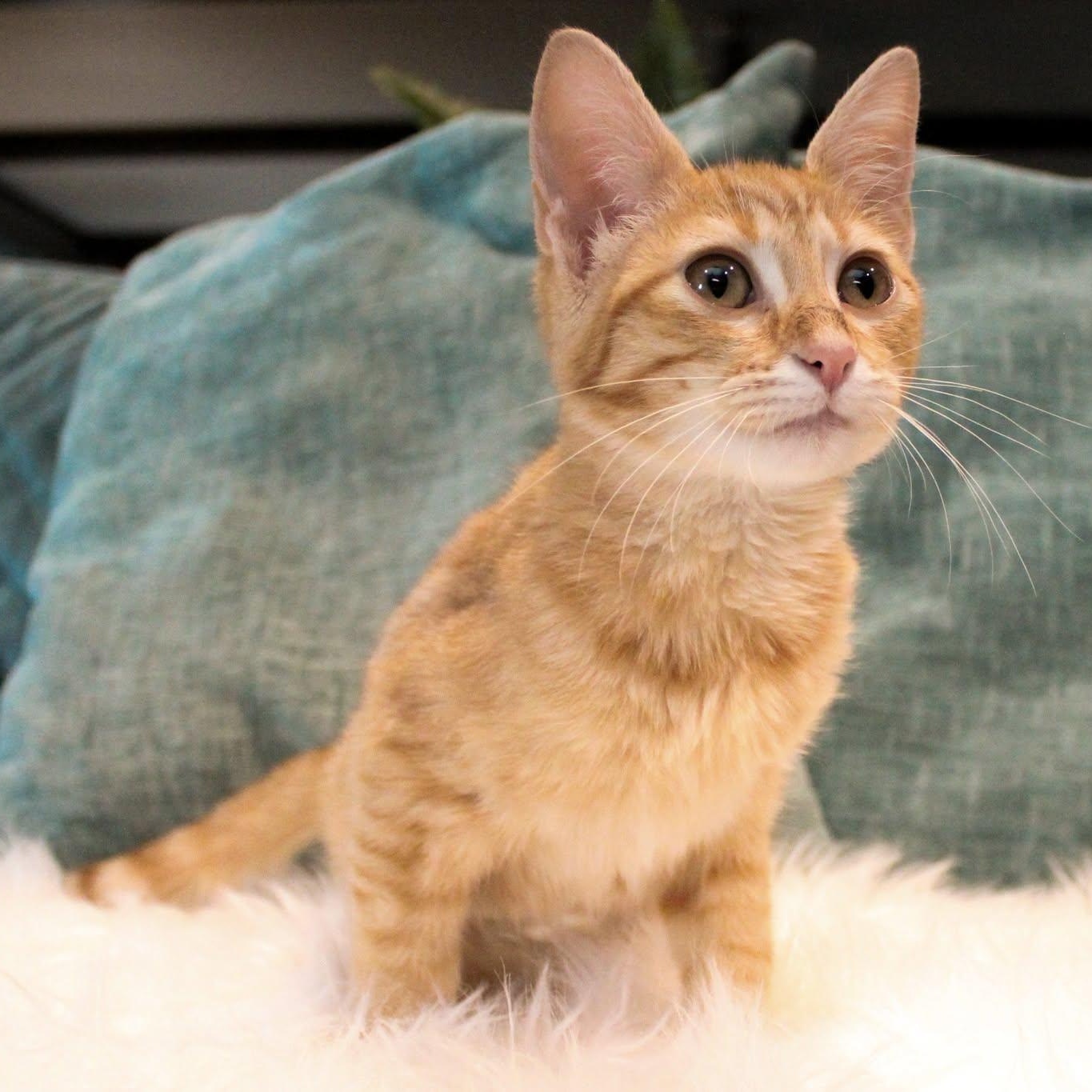 Enlarge Celestine, a Adoptable Tabby in Dallas, TX image 5/6