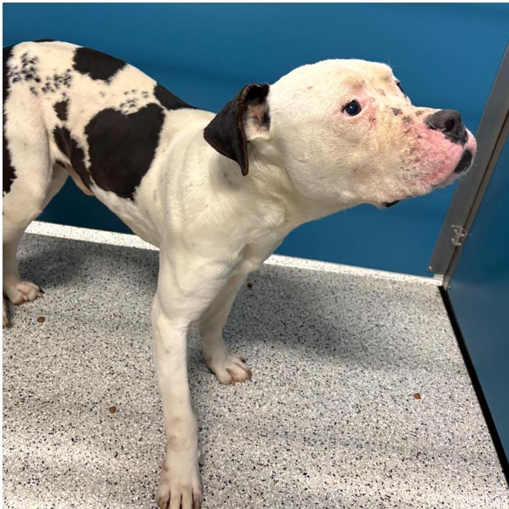 LUEY  Available NOW - ADOPTION or RESCUE!, Adoptable, Adult Male Mixed Breed.