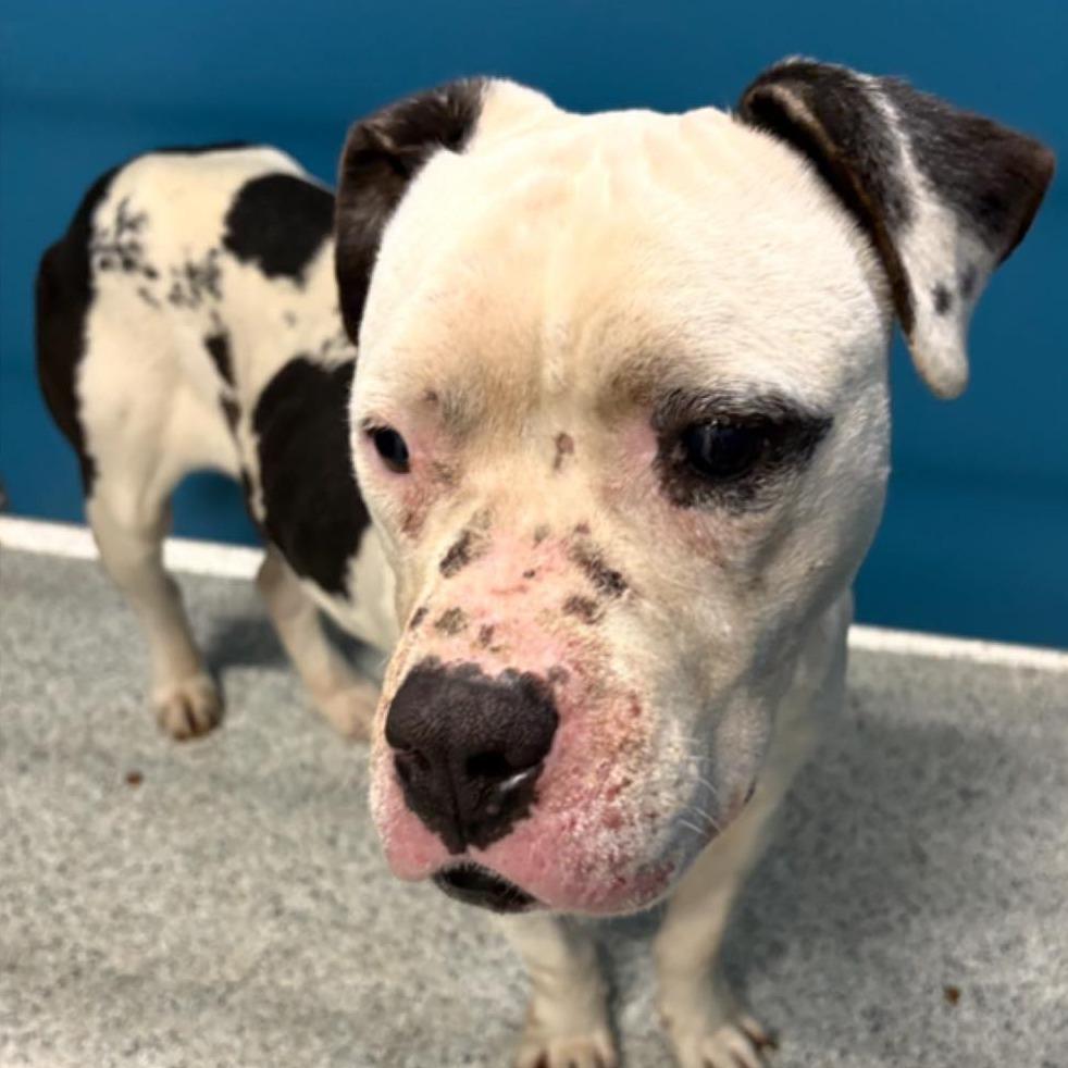 Enlarge LUEY  Available NOW - ADOPTION or RESCUE!, a Adoptable Mixed Breed in Nashville, NC image 2/2