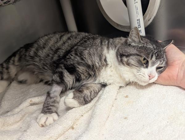 Connie, Adoptable, Senior Female British Shorthair.