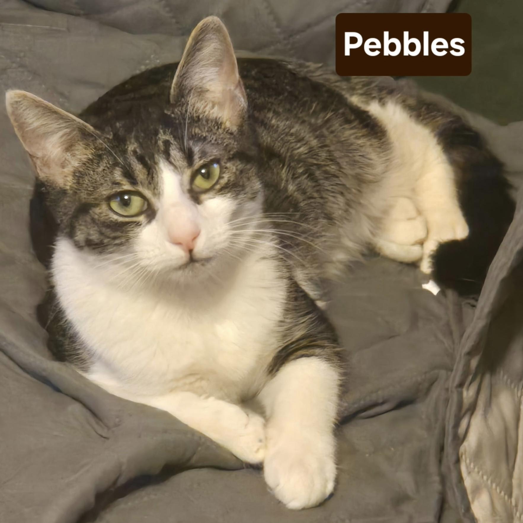 Enlarge Pebbles, a Adoptable Domestic Short Hair in Bentonville, AR image 1/1