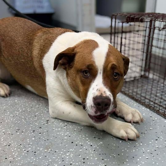 Enlarge Ember, a ADOPTABLE mixed breed in Bardstown, KY image 5/5