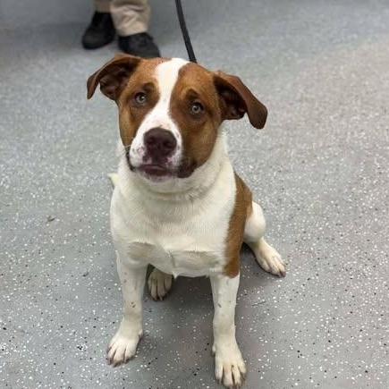 Enlarge Ember, a ADOPTABLE mixed breed in Bardstown, KY image 4/5