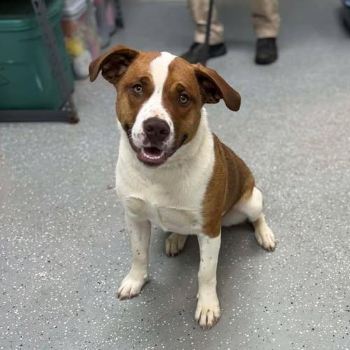 Ember, ADOPTABLE, Puppy Female Great Pyrenees & Hound.