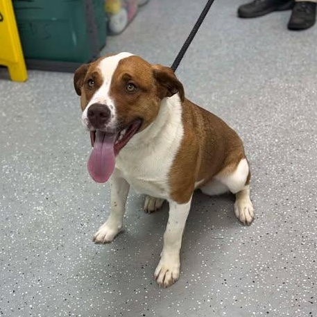 Enlarge Ember, a ADOPTABLE mixed breed in Bardstown, KY image 3/5