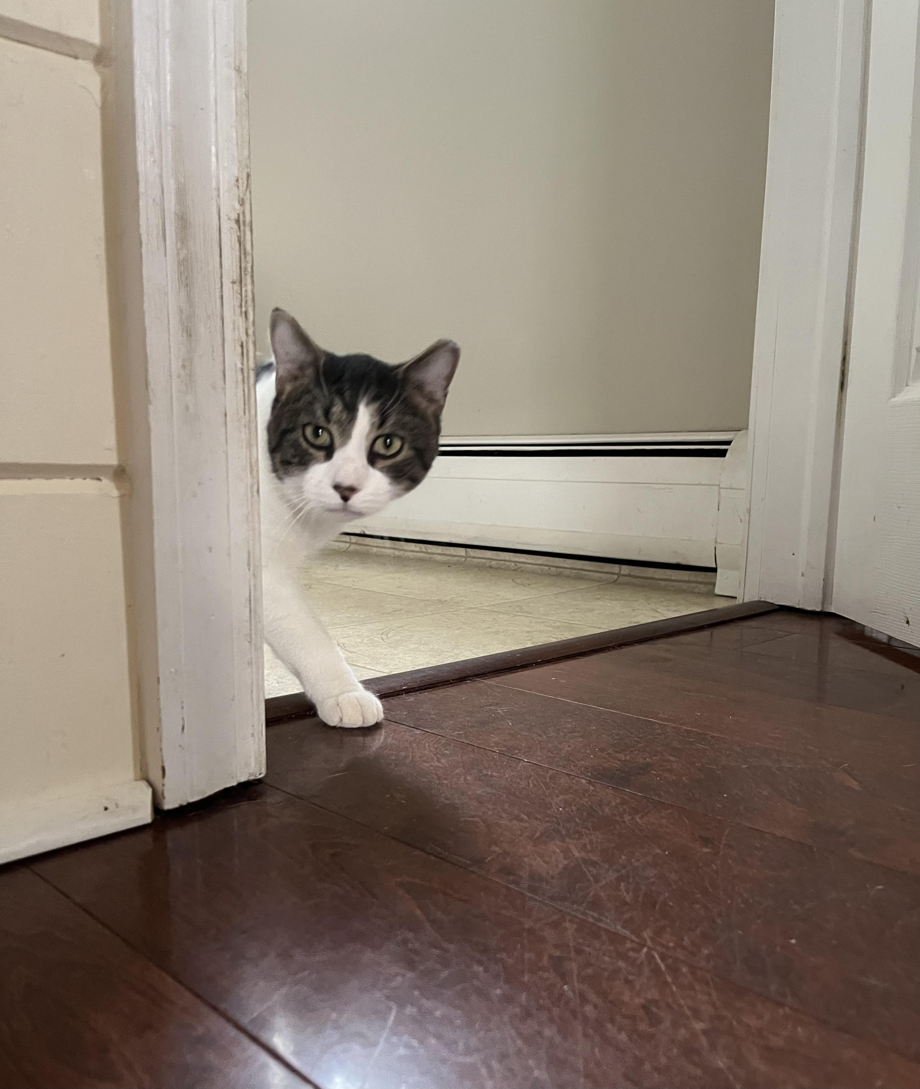 Enlarge Archie, a Adoptable American Shorthair in Oxford, PA image 1/4