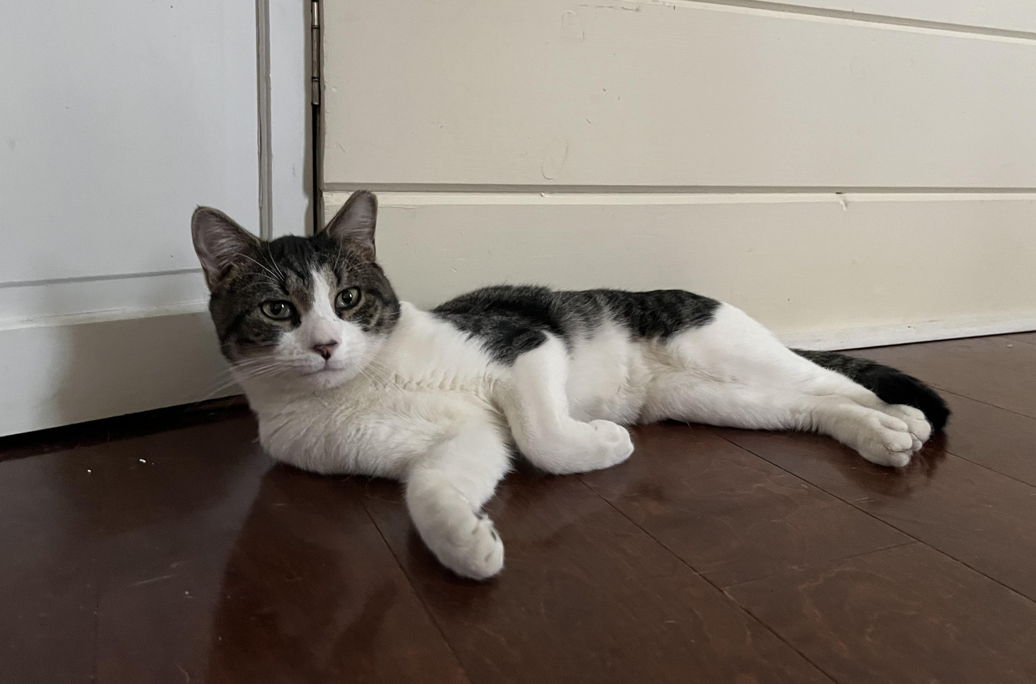 Enlarge Archie, a Adoptable American Shorthair in Oxford, PA image 2/4