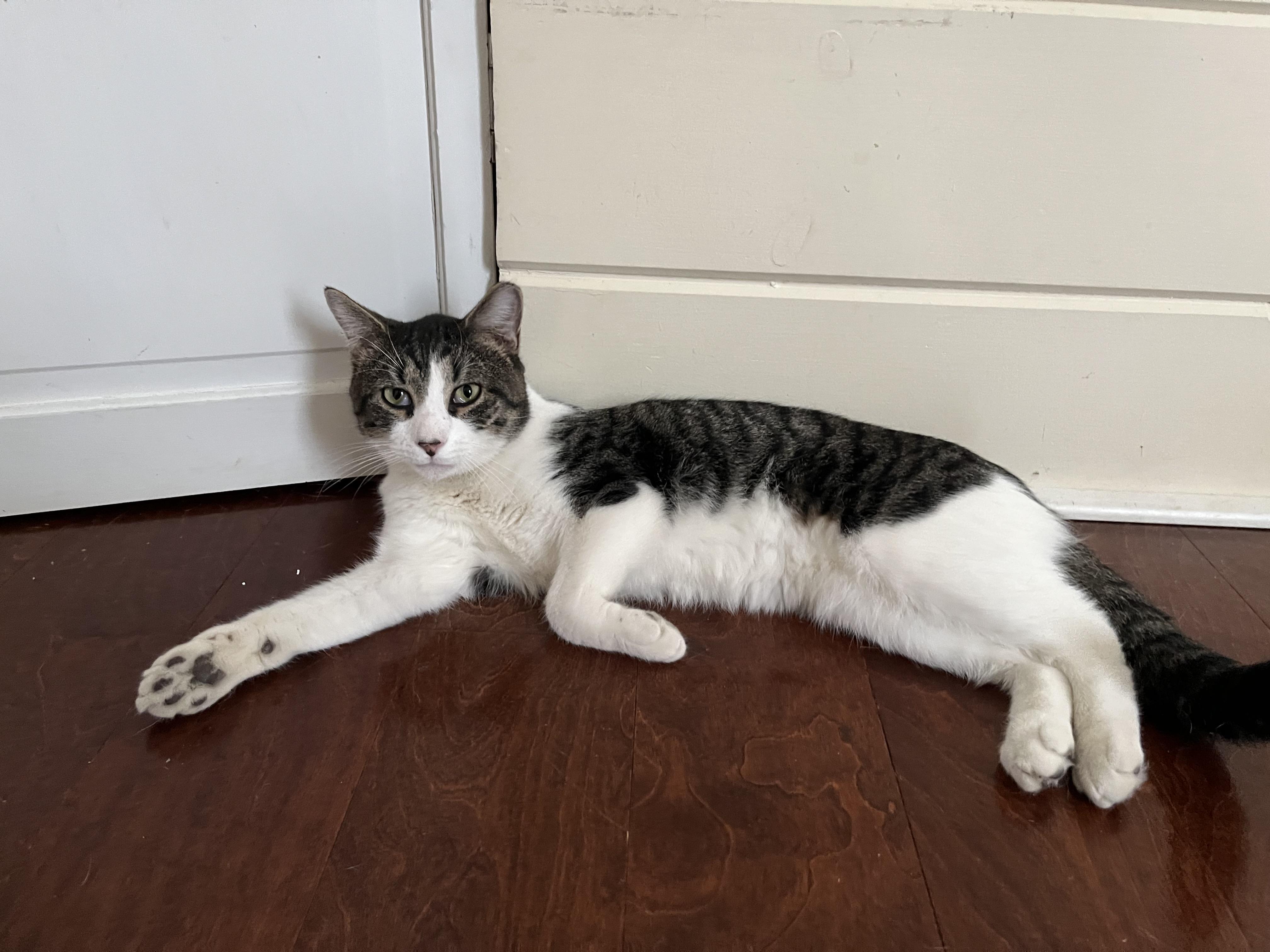 Enlarge Archie, a Adoptable American Shorthair in Oxford, PA image 3/4
