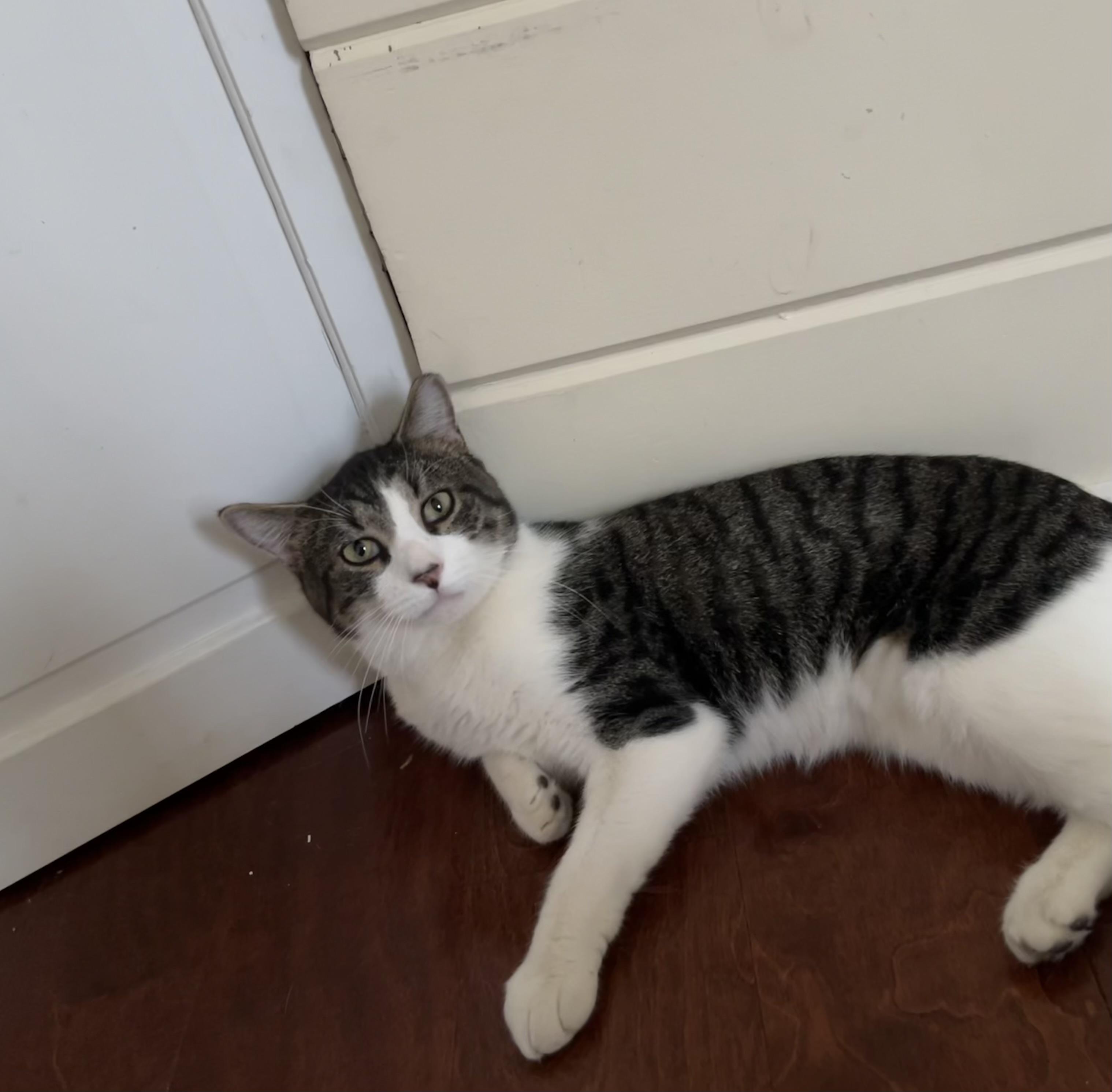 Enlarge Archie, a Adoptable American Shorthair in Oxford, PA image 4/4
