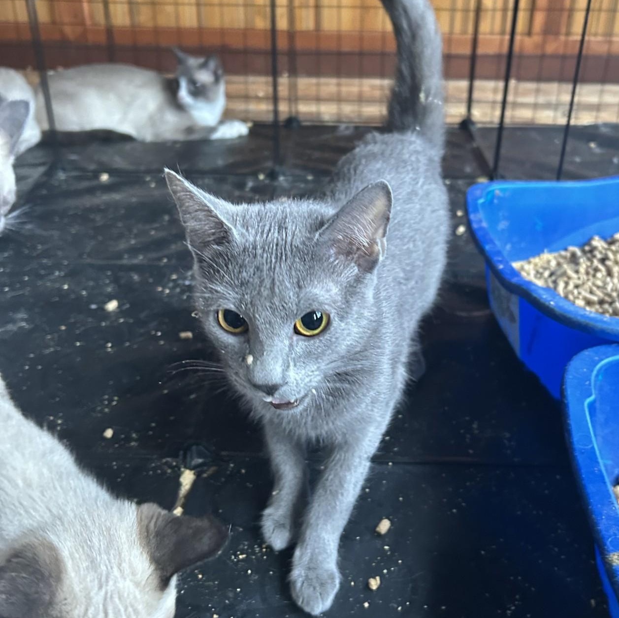 Enlarge Tori, an adopted Domestic Short Hair in Springdale, AR image 1/1