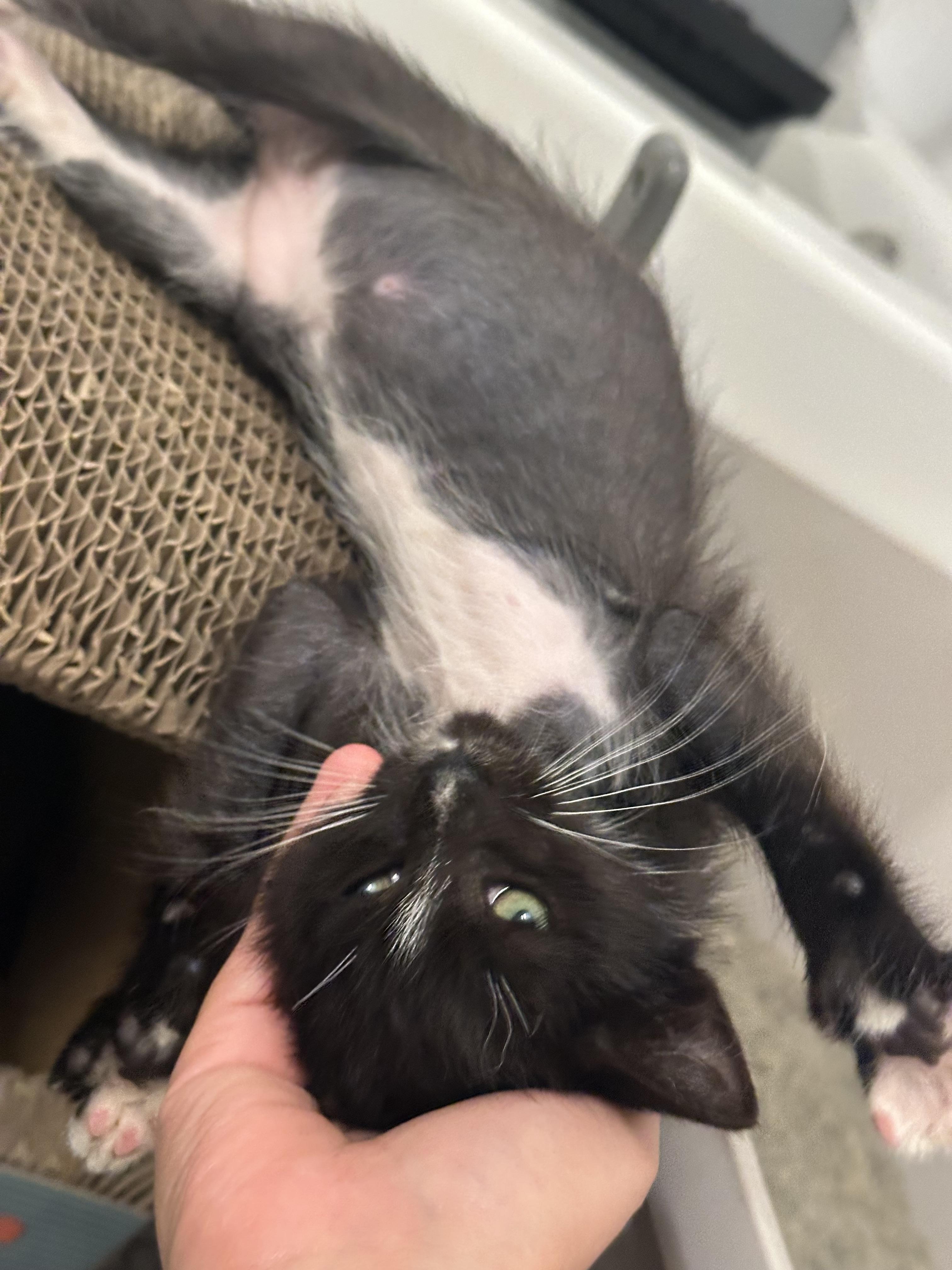 Echo, Dottie, and Ghost-Fee Sponsored (BOGO), a ADOPTABLE Domestic Short Hair in Leesburg, VA image 2/4