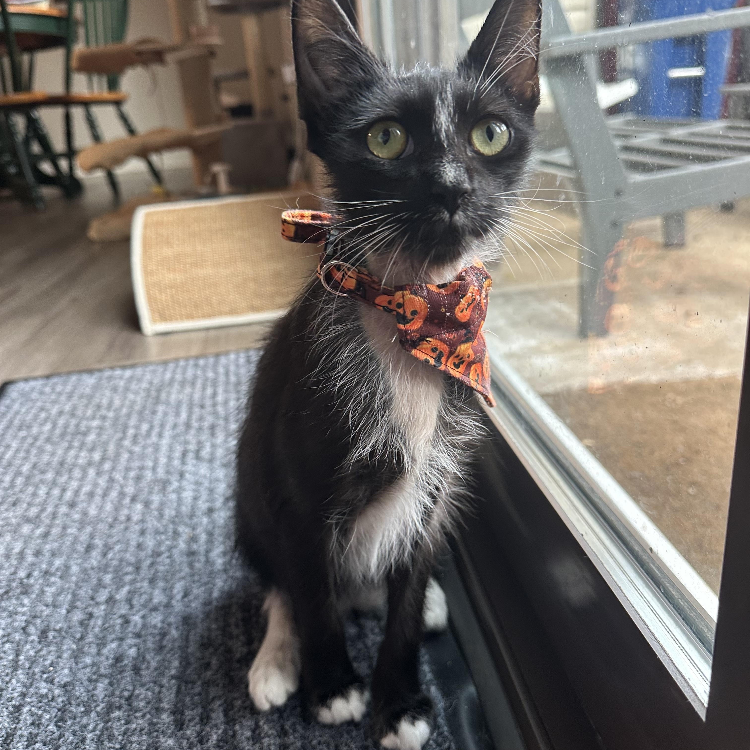 Enlarge Echo and Dottie, a Adoptable Domestic Short Hair in Leesburg, VA image 2/6