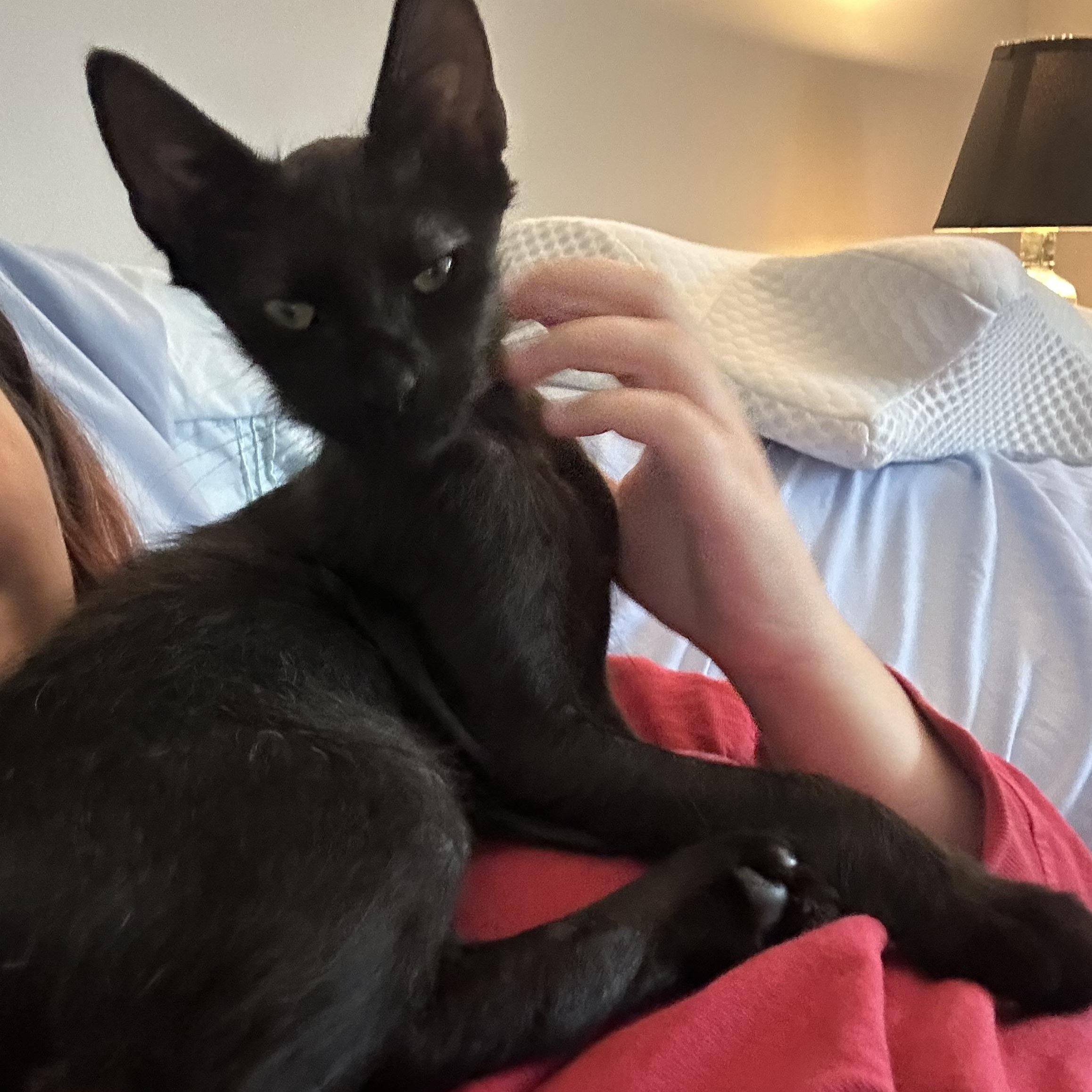 Enlarge Echo and Dottie, a Adoptable Domestic Short Hair in Leesburg, VA image 3/6
