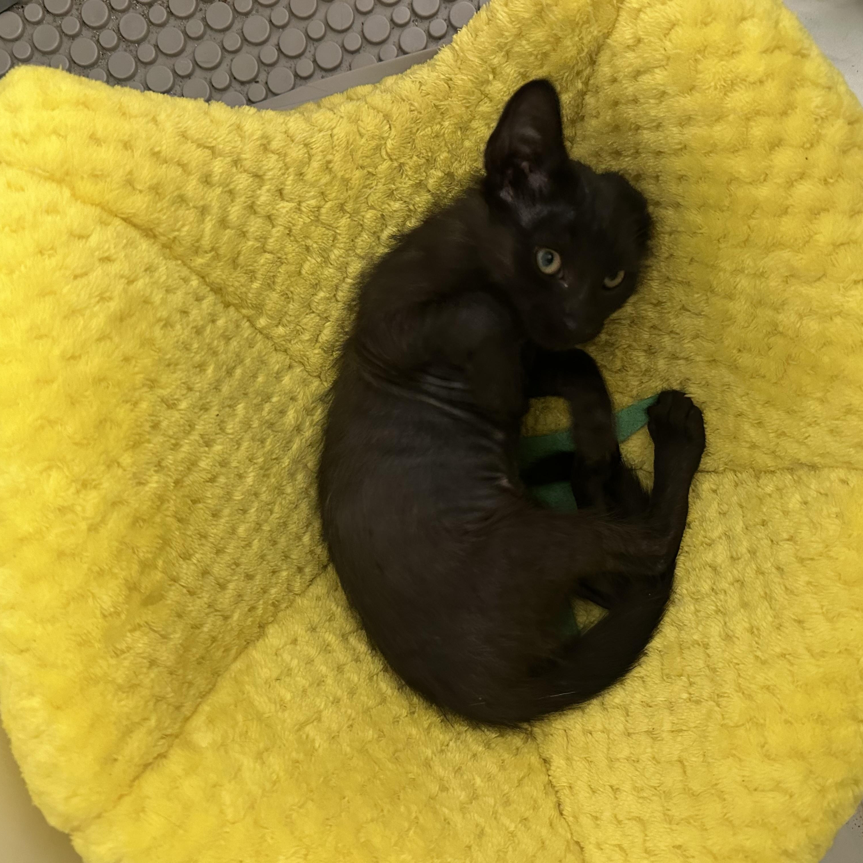 Echo, Dottie, and Ghost-Fee Sponsored (BOGO), a ADOPTABLE Domestic Short Hair in Leesburg, VA image 3/4