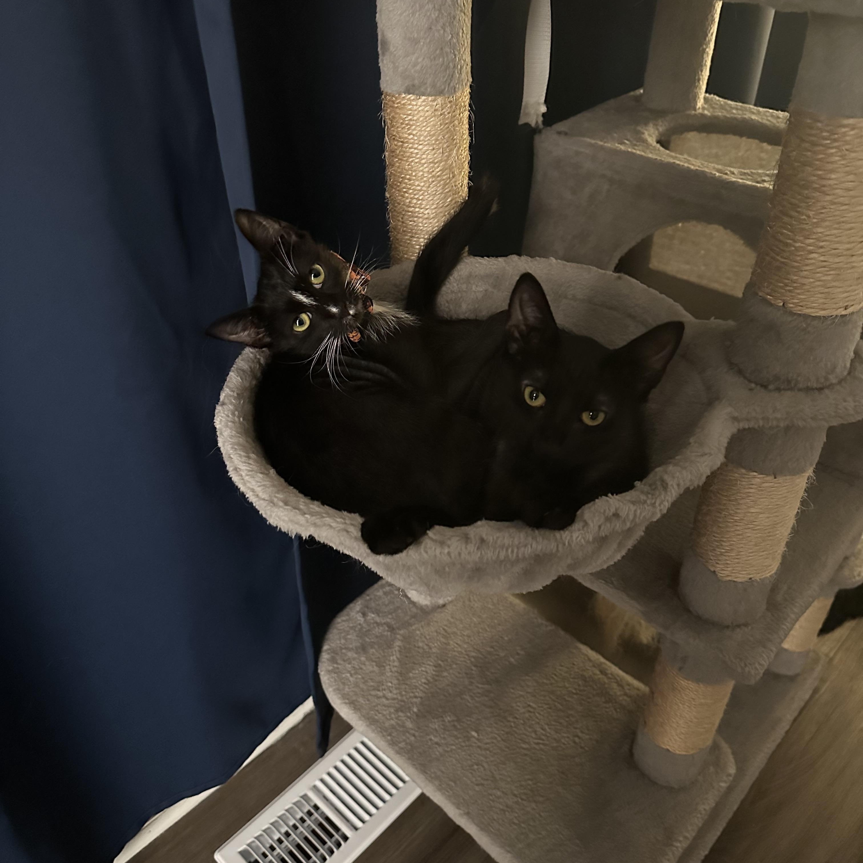 Echo and Dottie, Adoptable, Kitten Female Domestic Short Hair.