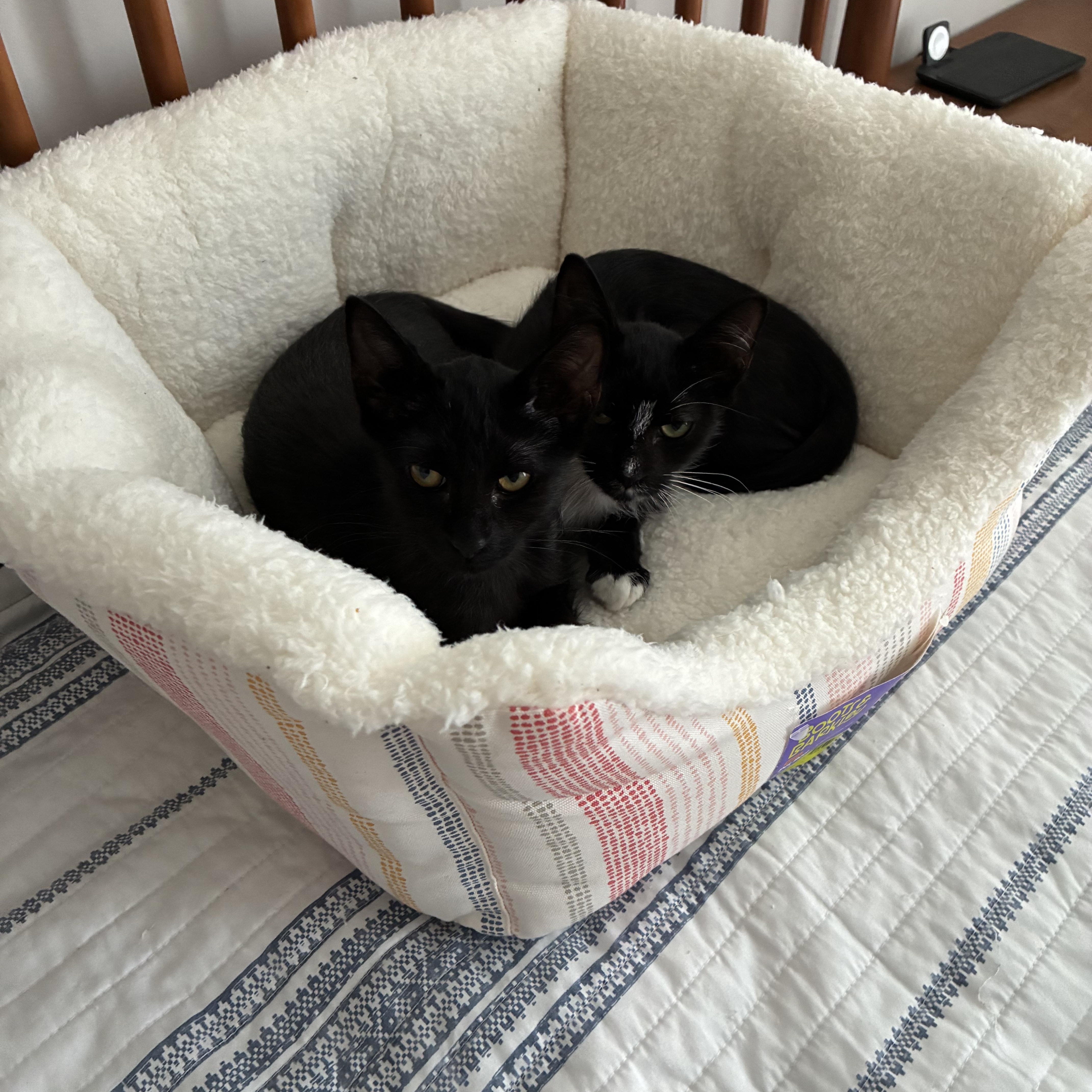 Enlarge Echo and Dottie, a Adoptable Domestic Short Hair in Leesburg, VA image 6/6