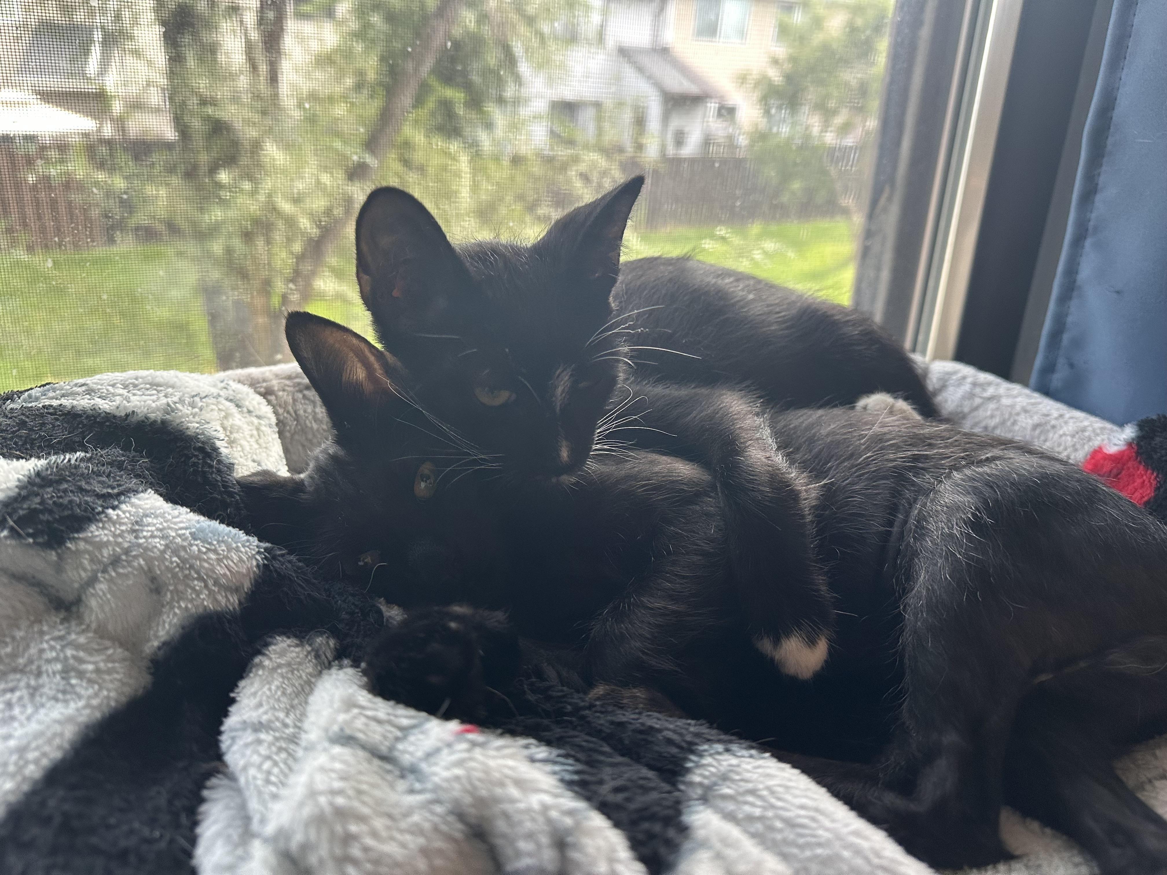 Enlarge Echo and Dottie, a Adoptable Domestic Short Hair in Leesburg, VA image 4/6