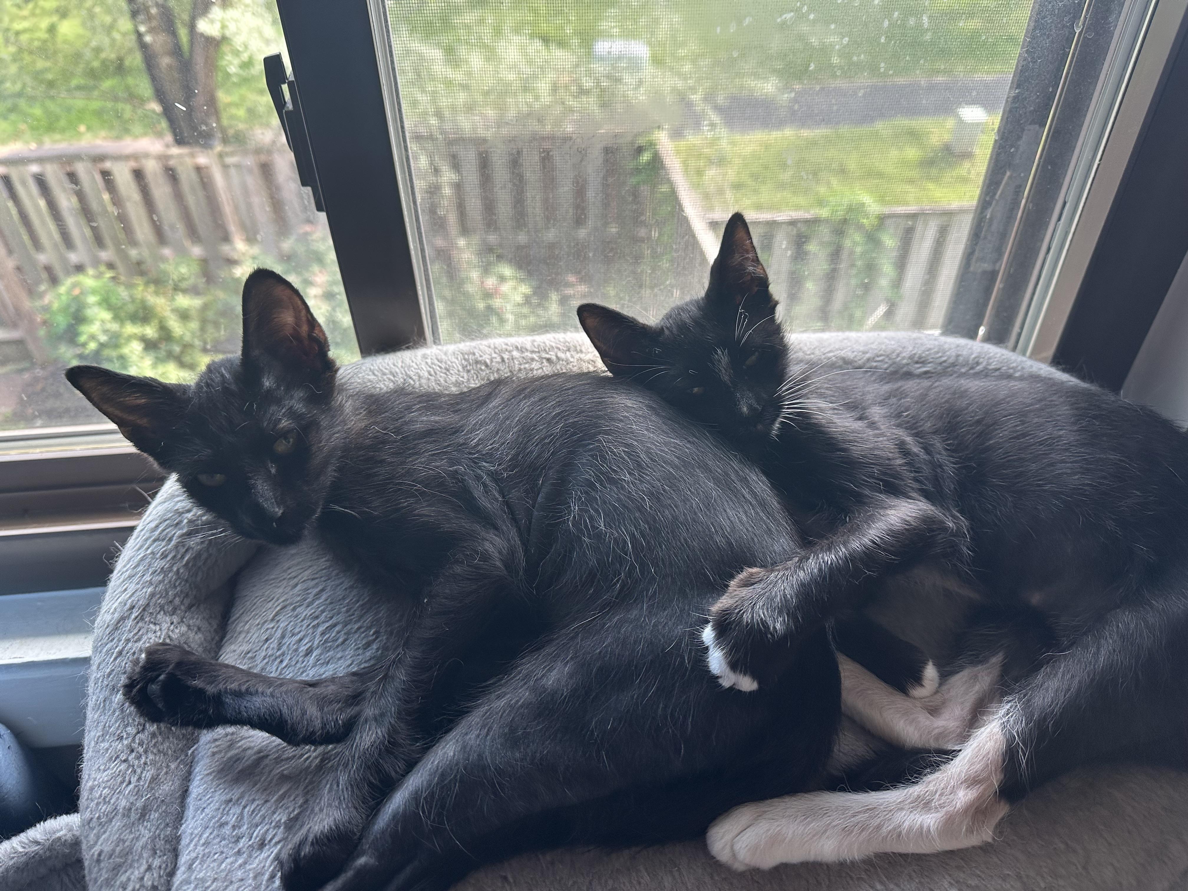 Enlarge Echo and Dottie, a Adoptable Domestic Short Hair in Leesburg, VA image 5/6