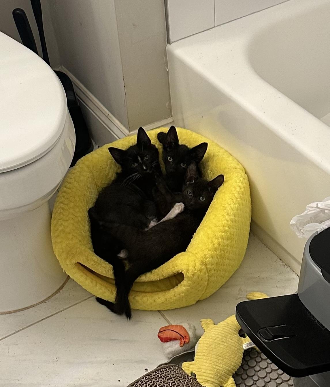 Echo, Dottie, and Ghost-Fee Sponsored (BOGO), a ADOPTABLE Domestic Short Hair in Leesburg, VA image 1/4