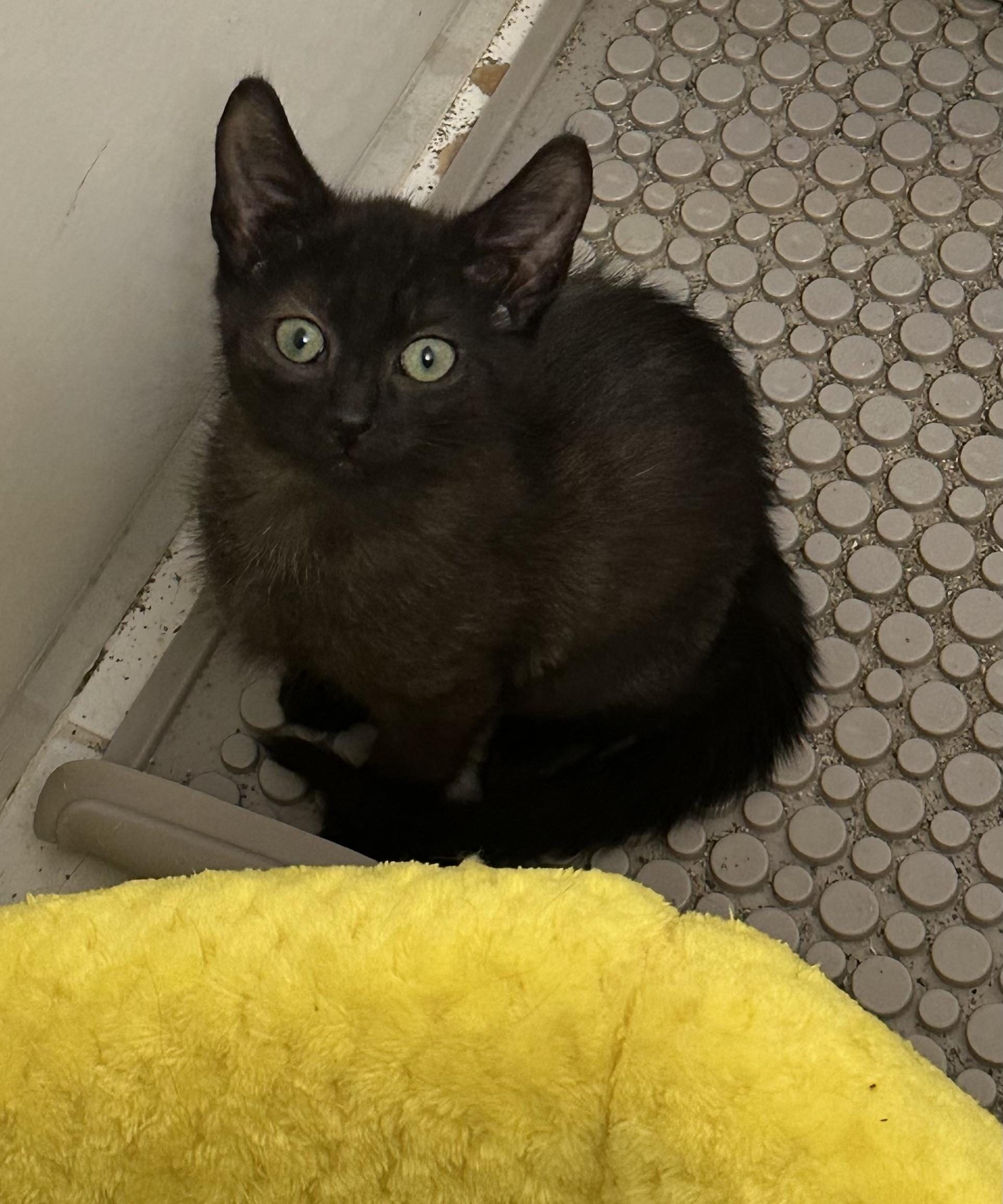 Echo, Dottie, and Ghost-Fee Sponsored (BOGO), a ADOPTABLE Domestic Short Hair in Leesburg, VA image 4/4