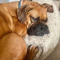 Enlarge Bella Sue, an adopted Boxer in Davis, CA image 1/5