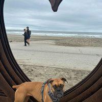 Enlarge Bella Sue, an adopted Boxer in Davis, CA image 2/5