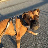 Bella Sue, adoptable, Adult Female Boxer.