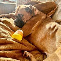 Enlarge Bella Sue, an adopted Boxer in Davis, CA image 4/5